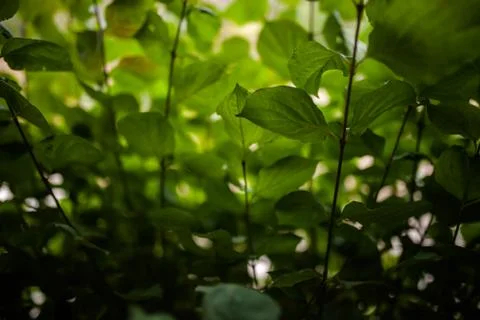 Green leaf , background, flower Stock Photos