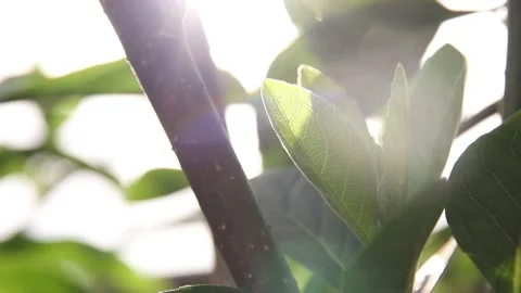 Green leaf background Stock Footage 200722474