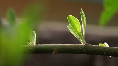 Green leaf background Stock Footage 200722491