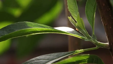 Green leaf background Stock Footage 200722507