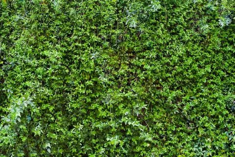 Green leaf background horizontal shot Stock Photos