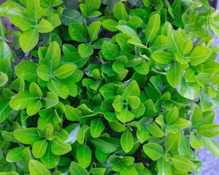 Green leaf for background - Image Stock-Fotos