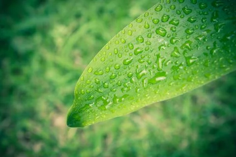 Green Leaf Background. Leaves Background for Design Vintage Style. Stock Photos