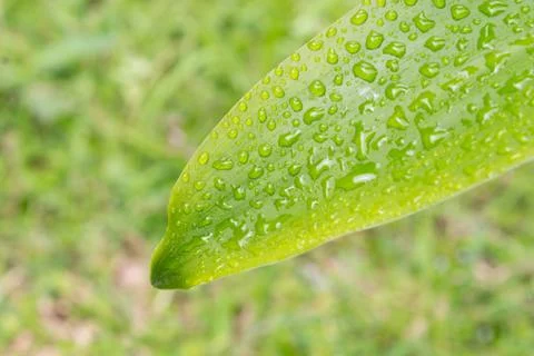 Green Leaf Background. Leaves Background for Design Stock Photos