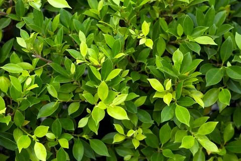 Green leaf background. Leaves texture. Illustrazione stock