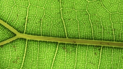 Green leaf background. Macro plant texture and nature pattern closeup. Botany Stock Footage 172569291