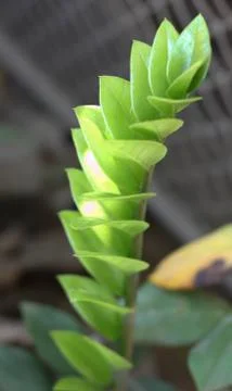 Green leaf background mesh Stock Photos