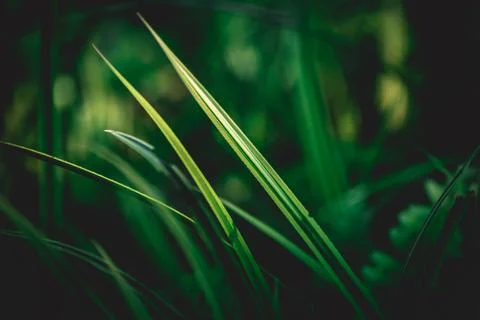 Green leaf background, nature background concept Stock Photos
