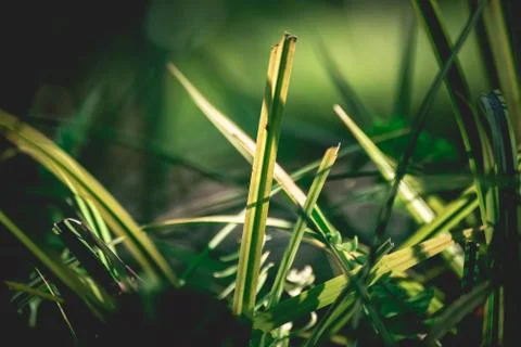 Green leaf background, nature background concept Foto stock