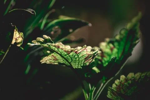 Green leaf background, nature background concept Stock Photos