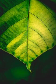 Green leaf background, nature background concept Stock Photos
