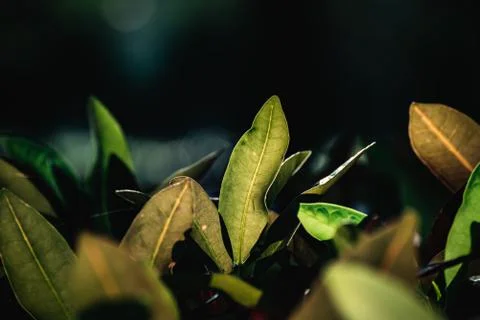 Green leaf background, nature background concept Stock Photos