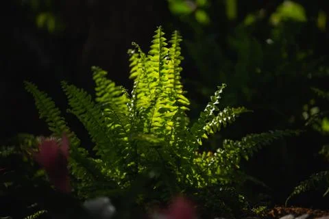 Green leaf background, nature background concept Stock Photos