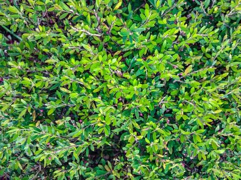 Green leaf background. nature background. top view. copy space. Stock-Fotos