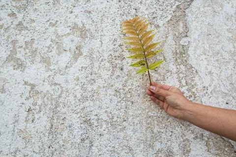 Green leaf on the background of the old wall Stock Photos