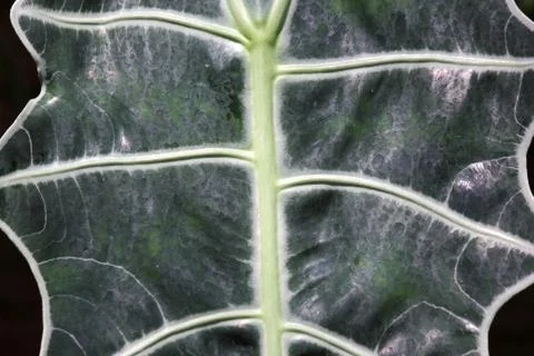 Green leaf as background or texture Stock Photos
