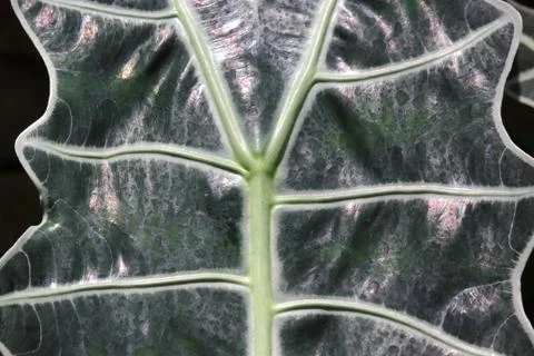 Green leaf as background or texture Stock Photos