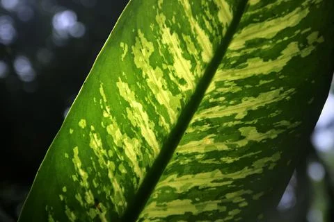 Green leaf as background or texture Stock Photos