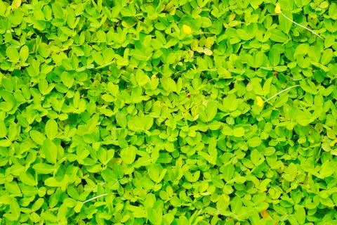 Green leaf background Stock Photos