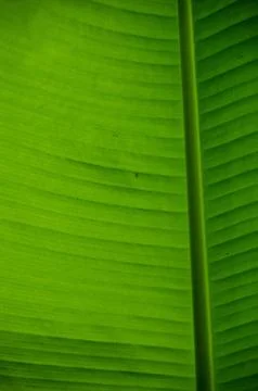 Green leaf background Stock Photos