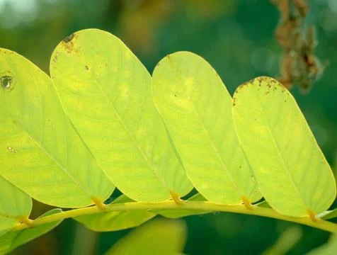 Green leaf background Stock Photos