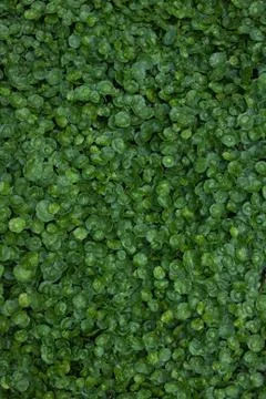 Green leaf background Stock Photos