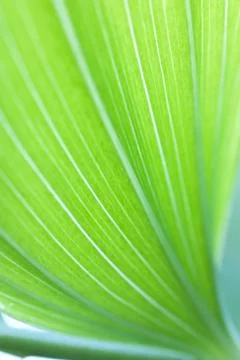 Green leaf background Stock Photos