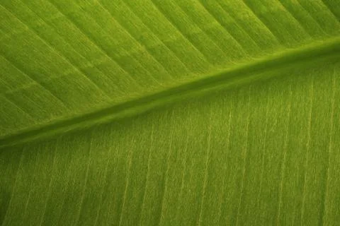 Green leaf background Stock Photos
