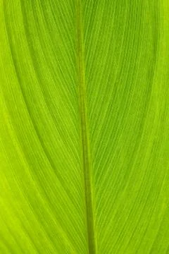 Green leaf background Foto stock