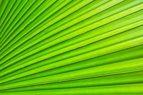 Green leaf background Stock Photos