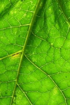Green leaf background Stock Photos