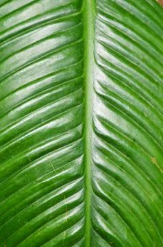 Green leaf background Stock Photos