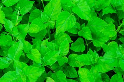 Green leaf background Stock Photos