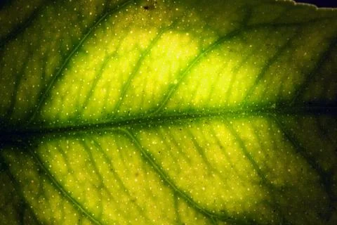 Green leaf  background Stock Photos