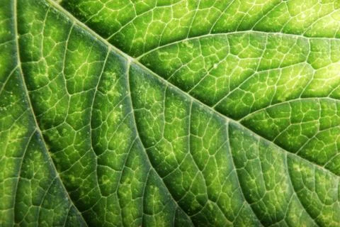 Green leaf background Stock Photos