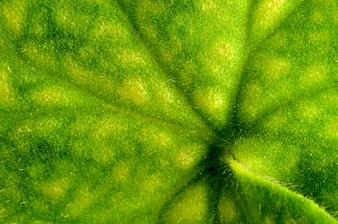 Green leaf background Stock Photos