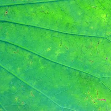 Green leaf background Stock Photos