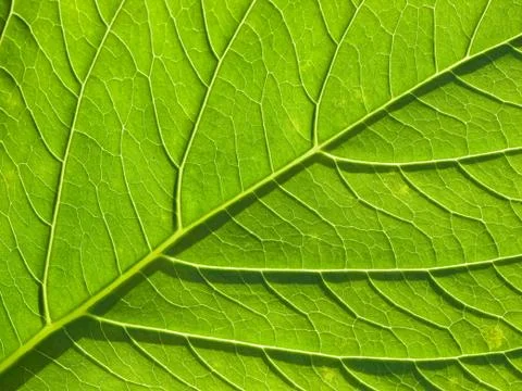 Green leaf background Stock Photos