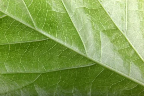 Green leaf background Stock Photos