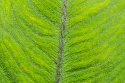 Green leaf background Stock Photos