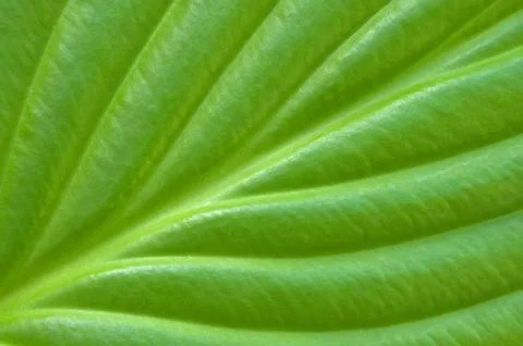 Green leaf background. Stock Photos