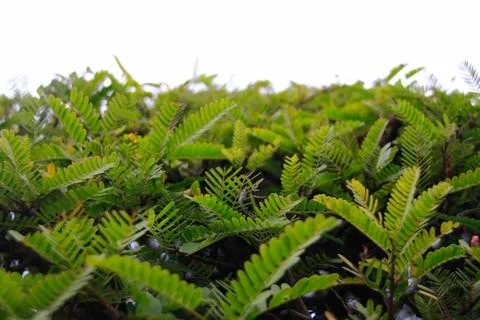 Green leaf background 写真素材