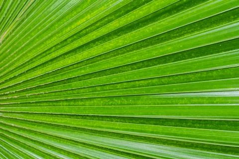 Green leaf background Stock Photos
