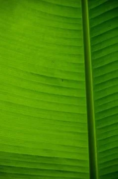 Green leaf background Stock Photos