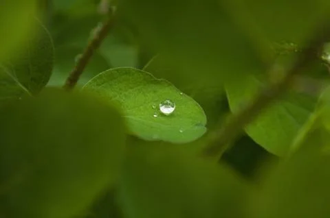 Green leaf background Stock Photos