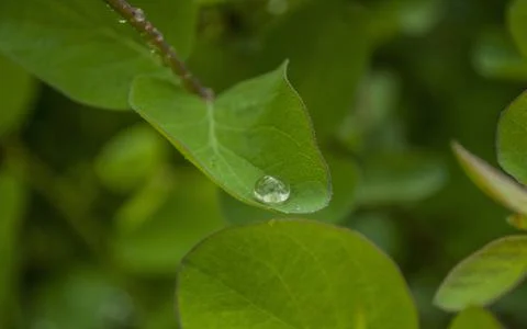 Green leaf background Stock Photos