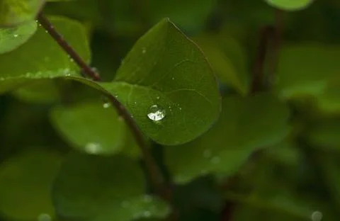 Green leaf background Stock Photos