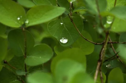 Green leaf background Stock Photos