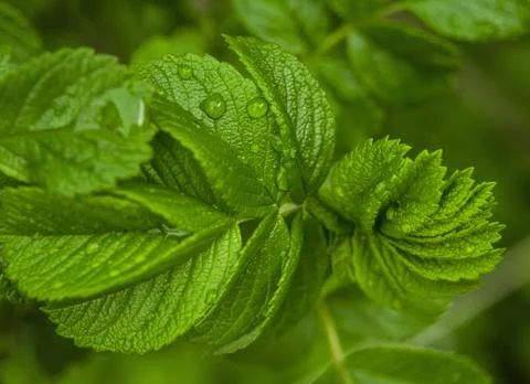 Green leaf background Stock Photos