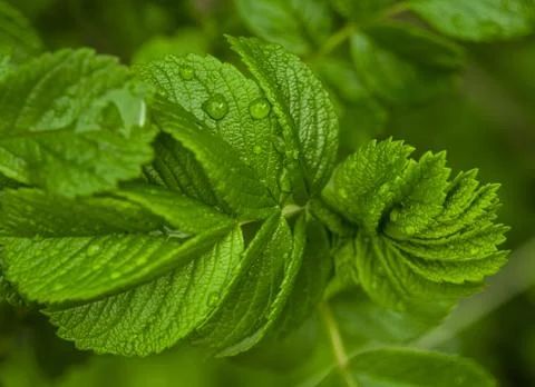 Green leaf background Stock Photos